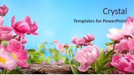  Presentation with peony flower - Audience pleasing presentation theme consisting of pink peony flower against blue backdrop and a light gray colored foreground