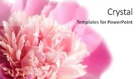  Presentation with peony flower - Cool new slides with pink peony flower isolated backdrop and a white colored foreground