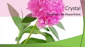  Presentation with peony flower - Presentation design enhanced with pink peony flower background and a coral colored foreground