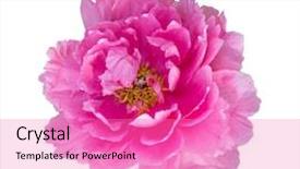  Presentation with peony - Amazing PPT theme having pink peony flowers isolated on white backdrop and a coral colored foreground