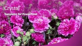  Presentation with peony - Slides with pink-peony-in-the-garden background and a purple colored foreground
