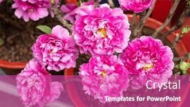  Presentation with peony - Slide set consisting of pink-peony-in-the-garden background and a coral colored foreground