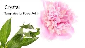  Presentation with peony - Audience pleasing slide deck consisting of pink peony isolated on white backdrop and a white colored foreground