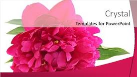  Presentation with peony - Beautiful theme featuring pink peony isolated on white backdrop and a white colored foreground