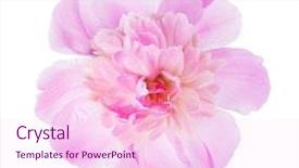  Presentation with peony flower - Cool new slides with pink peony isolated on white backdrop and a pink colored foreground