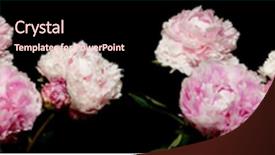  Presentation with peony - Slides enhanced with pink peony time lapse series background and a wine colored foreground