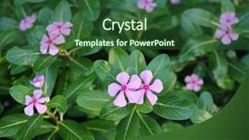  Presentation with pink flowers - Slides consisting of pink periwinkle flowers close up background and a forest green colored foreground