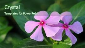  Presentation with pink flowers - PPT layouts consisting of pink periwinkle flowers close up background and a tawny brown colored foreground
