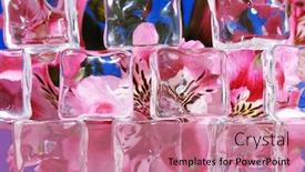  Presentation with ice - Amazing presentation having pink-peruvian-lilies-behind-ice backdrop and a coral colored foreground