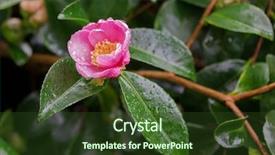  Presentation with tea - Audience pleasing PPT layouts consisting of pink petal with yellow stamens backdrop and a  colored foreground