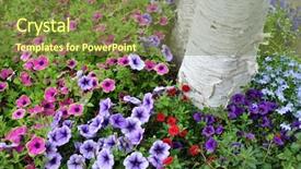  Presentation with white birch tree - Cool new presentation theme with pink petals with green edge backdrop and a tawny brown colored foreground