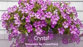  Presentation with pink flowers - Presentation with pink petunia flowers in hanging background and a violet colored foreground