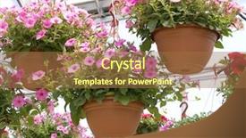  Presentation with greenhouse - Beautiful slides featuring pink petunia hanging baskets backdrop and a coral colored foreground