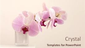  Presentation with light pink - PPT theme having pink-phalaenopsis-orchid-flower-selective background and a lemonade colored foreground