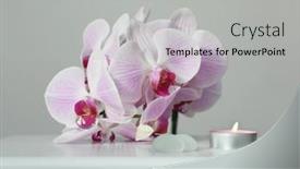  Presentation with light pink - Slide set having pink-phalaenopsis-orchid-flower background and a light gray colored foreground