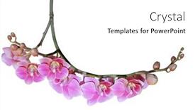 Presentation with pink white - Presentation having pink-phalaenopsis-orchid-twig-isolated background and a white colored foreground