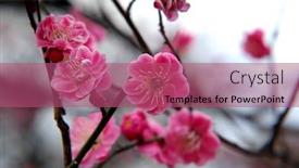  Presentation with tokyo - Presentation with pink-plum-blossoming-in-tokyo background and a violet colored foreground