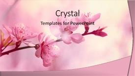  Presentation with pink flowers - Amazing PPT theme having pink plum flowers in spring backdrop and a  colored foreground