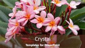  Presentation with plumeria - Presentation having pink plumeria after the rain background and a tawny brown colored foreground