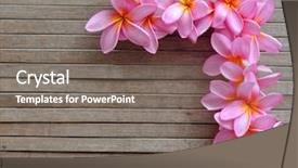  Presentation with border pink - Theme consisting of pink plumeria border on wood background and a gray colored foreground