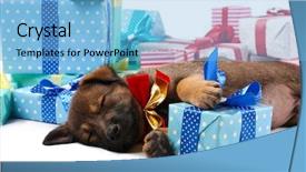  Presentation with cuban cigars in boxes - Amazing presentation theme having pink polka dots - sleeping puppy and boxes backdrop and a light blue colored foreground