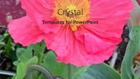  Presentation with poppy - 