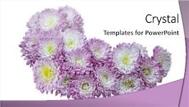  Presentation with pink and purple - Beautiful presentation theme featuring pink purple aster chrysanthemum flower backdrop and a white colored foreground