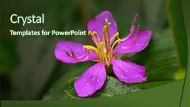  Presentation with pink and purple - Amazing PPT layouts having pink purple flower of singapore backdrop and a  colored foreground