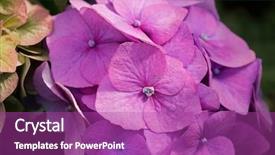  Presentation with hydrangea - Cool new PPT theme with pink purple shade of hydrangea backdrop and a purple colored foreground