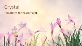  Presentation with pink flowers - PPT layouts enhanced with pink-rain-lily-zephyranthes-rosea background and a cream colored foreground