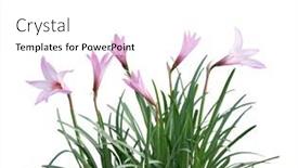  Presentation with pink flowers - Amazing slide set having pink-rain-lily-zephyranthes-rosea backdrop and a white colored foreground