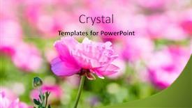  Presentation with pink - Colorful PPT theme enhanced with pink-ranunculus-flower-framed-against backdrop and a lavender colored foreground