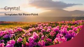  Presentation with pink flowers - Theme consisting of pink-rhododendron-flowers-in-mountains background and a lemonade colored foreground