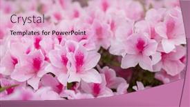  Presentation with public - Slide deck with pink-rhododendron-flowers-in-public background and a lemonade colored foreground