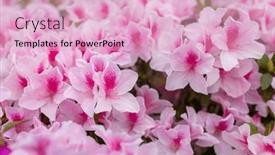  Presentation with public - Slide deck featuring pink-rhododendron-flowers-in-public background and a lemonade colored foreground