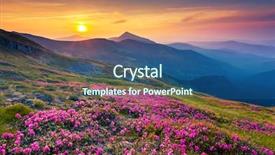  Presentation with pink beauty - Cool new PPT layouts with row of pink frangipani flowers isolated on a wooden background backdrop and a mint green colored foreground