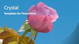  Presentation with blue rose - Presentation having pink rose against clear blue background and a  colored foreground