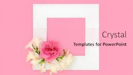  Presentation with white flower frame - Theme with pink-rose-and-fresia-flower background and a lemonade colored foreground