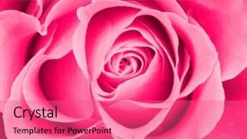  Presentation with pink rose - Amazing slide set having pink rose background backdrop and a coral colored foreground