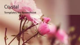  Presentation with beautiful nature in twilight - Colorful presentation design enhanced with pink rose beautiful nature background backdrop and a coral colored foreground