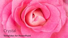  Presentation with pink rose - Amazing PPT theme having pink-rose-blossom-macro-shot backdrop and a coral colored foreground