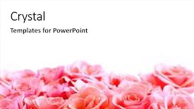  Presentation with border pink - PPT theme having pink rose border with white background and a white colored foreground
