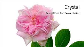  Presentation with pink rose - Presentation theme enhanced with pink rose close-up on white background background and a white colored foreground