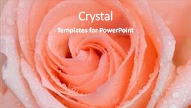  Presentation with pink rose - Slide deck having pink rose close up background and a coral colored foreground