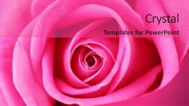  Presentation with pink rose - Beautiful presentation theme featuring pink rose closeup backdrop and a coral colored foreground