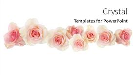  Presentation with flower border - Slide deck having pink-rose-flower-border-isolated background and a white colored foreground