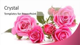  Presentation with pink rose - Slide set featuring pink rose flower bouquet isolated background and a white colored foreground