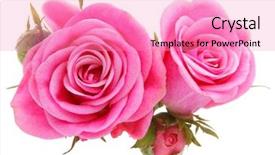  Presentation with pink rose petals on white - Beautiful PPT theme featuring pink rose flower bouquet isolated backdrop and a coral colored foreground