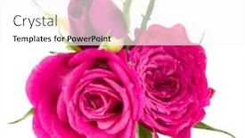  Presentation with rose flower - Presentation design featuring pink-rose-flower-bouquet-isolated background and a white colored foreground