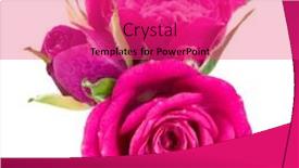  Presentation with pink rose - Slides consisting of pink-rose-flower-bouquet-isolated background and a red colored foreground